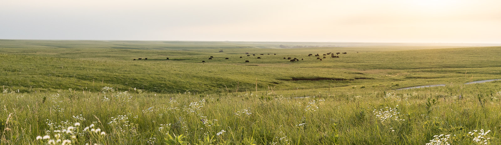 Scenic wildflowers in Kansas prairie with cattle grazing in distance