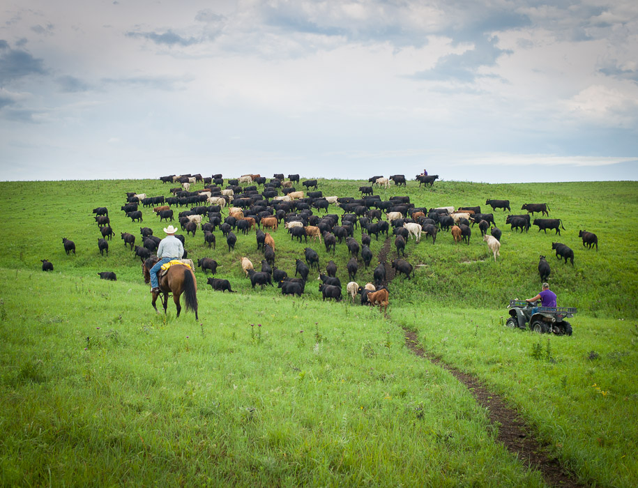 Cowboys herding cattle in Kansas prairie on horseback and four-wheeler