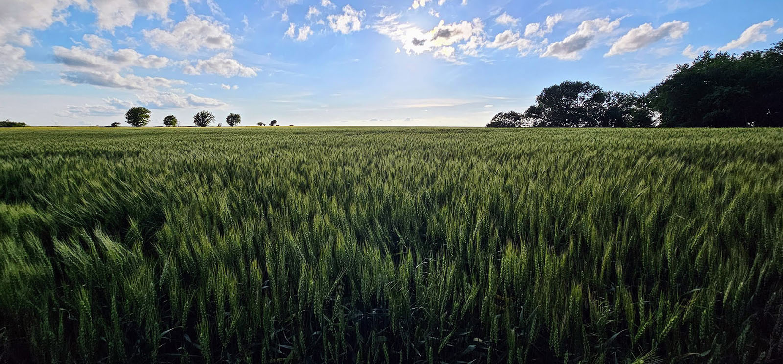 Green wheat field with sunny sky