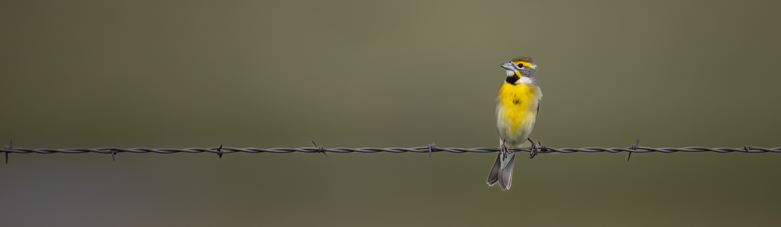 Dickcissel bird perched on barbed wire in rural Kansas