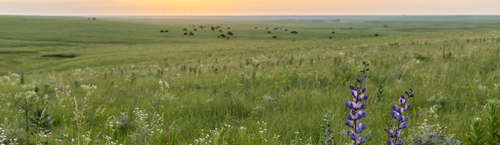 Scenic Flint Hills Kansas prairie with wildflowers and cattle at sunset