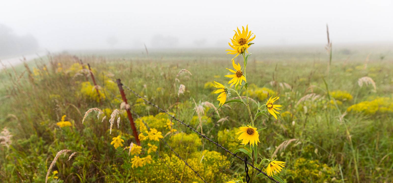 A bright yellow sunflower bloom among other wild flowers.