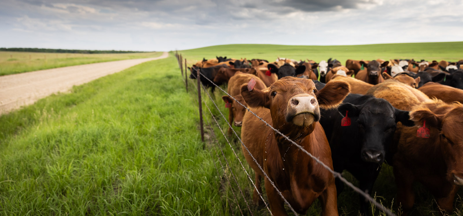 Cattle herd along a fence line in rural Kansas