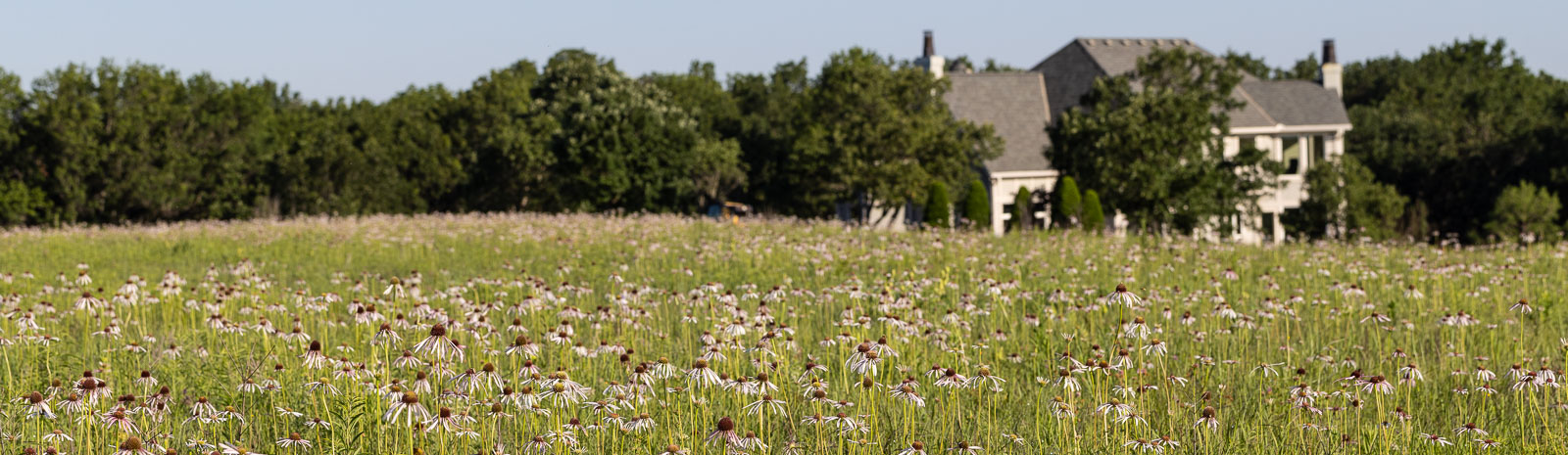 Field of wildflowers in Kansas prairie with house in the background