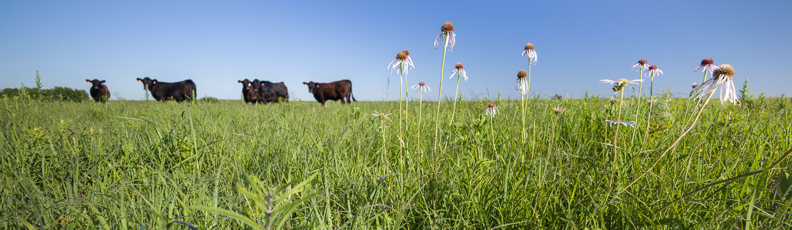 Wildflowers growing in Kansas prairie with cattle in background