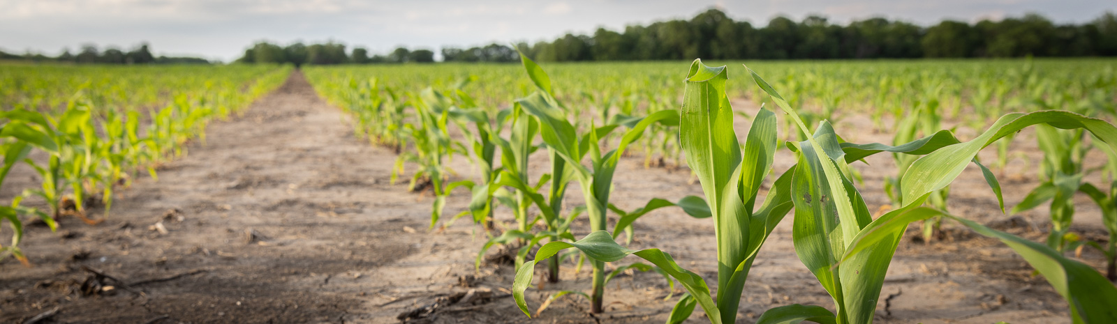 Young corn plants growing in rows, agricultural field, rural Kansas